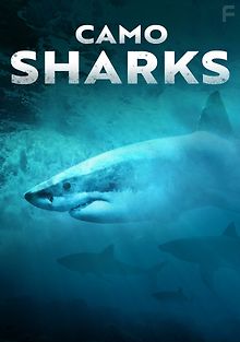 Акула - хищник в камуфляже