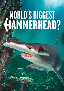 Акула-молот: в поисках рекордсмена