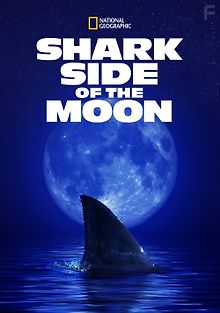 Акулы и Луна - удивительная связь