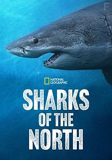 Акулы севера