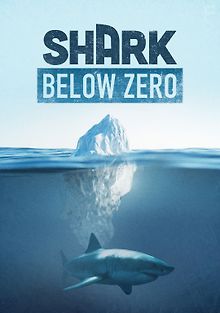 Акулы в ледяных водах