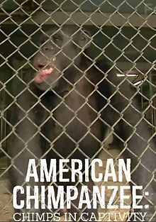 Американские шимпанзе: Шимпанзе в неволе