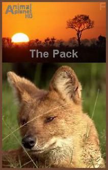 Animal Planet. Стая. Красные волки