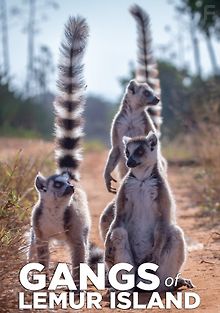 Банды острова лемуров