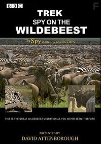 BBC. Дикая природа: шпион среди антилоп гну