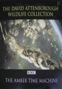 BBC: Машина времени в кусочке янтаря