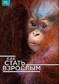 BBC. Мир природы. Малыши в дикой природе. Как стать взрослым