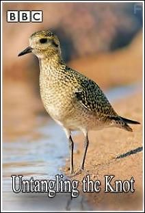 BBC: Мир природы. Маршрутами песочника