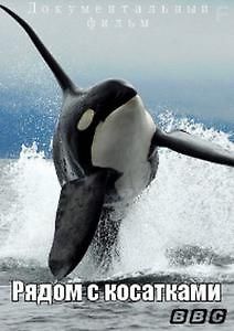BBC. Рядом с косатками