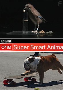 Гении из царства животных