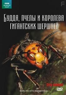 BBC: Живой мир. Будда, пчелы и королева гигантских шершней