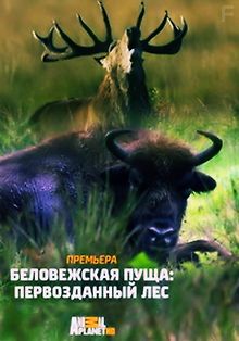 Беловежская пуща: первозданный лес