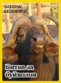 Битва за буйволов