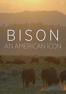 Бизон - Американский идол