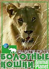 Болотные кошки