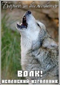 Борьба за выживание. Волк: испанский изгнанник