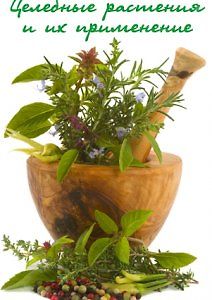 Целебные растения и их применение