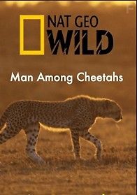 Человек среди гепардов