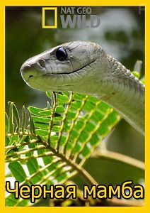 Черная мамба