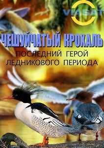 Чешуйчатый крохаль. Последний герой ледникового периода