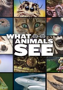 Что видят животные