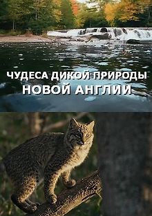 Чудеса дикой природы Новой Англии