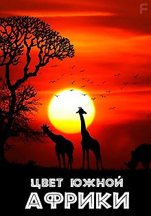 Цвет Южной Африки