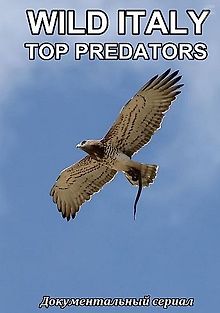 Дикая Италия: высшие хищники