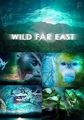Дикая природа Дальнего Востока