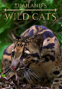 Дикие кошки Таиланда