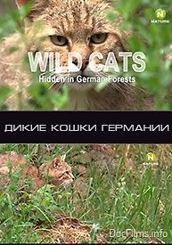Дикие кошки в лесах Германии