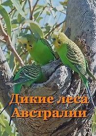 Дикие леса Австралии