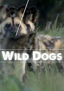 Дикие собаки