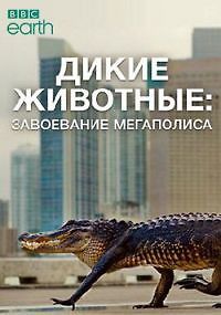 Дикие животные: Завоевание мегаполиса