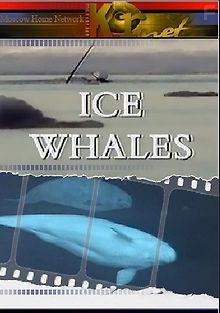 Дикий мир. Киты во льдах