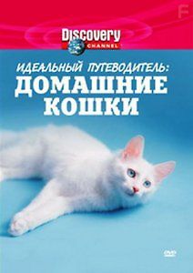 Discovery. Идеальный путеводитель: Домашние кошки