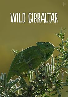 Дивовижний Гібралтар