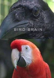 Думают ли птицы?