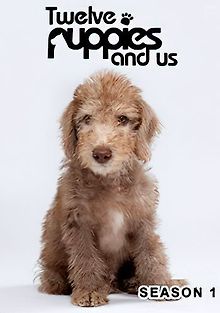 Двенадцать щенков и мы