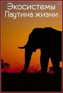 Экосистемы. Паутина жизни