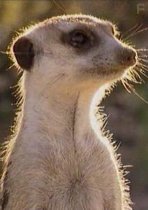 Элла. Рассказ сурикаты