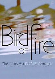 Эти огненные фламинго: В мире красок и тайн