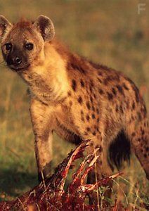 Гиена. Царица хищников