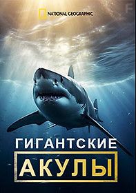 Гигантские акулы