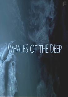 Глубоководные киты