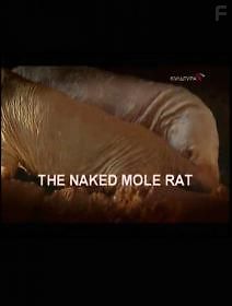 Голые землекопы