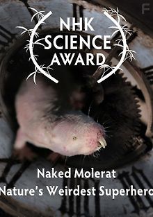 Голый землекоп: Самый странный супергерой в природе