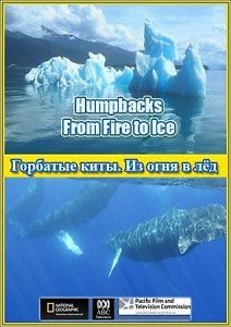 Горбатые киты. Из огня в лёд