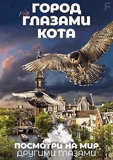 Город глазами кота