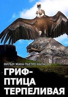Гриф – птица терпеливая